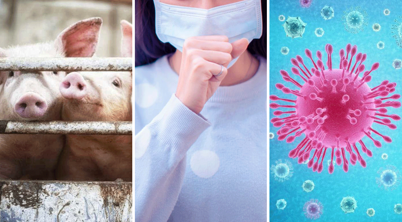 Koronavirüs: Hadi biraz da hayvan tüketiminin sonuçlarından bahsedelim (ama ırkçılık yapmak yok) – Marla Rose